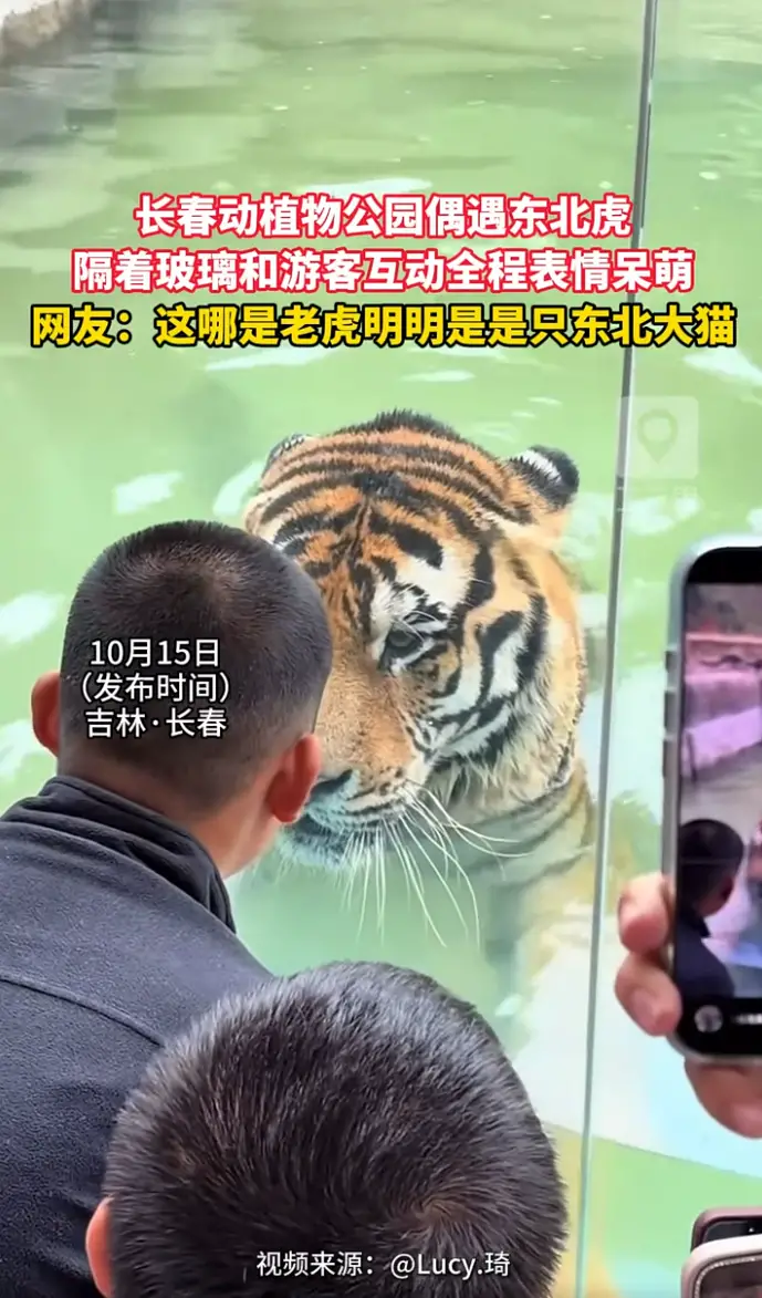 长春动植物公园东北虎近距离和游客隔玻璃互动，神态呆萌，妥妥一只可爱的东北大猫。