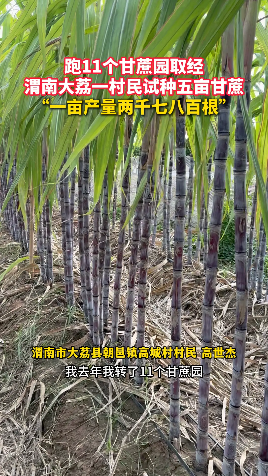 跑11个甘蔗园取经 渭南大荔一村民试种五亩甘蔗 “一亩产量两千七八百根”
