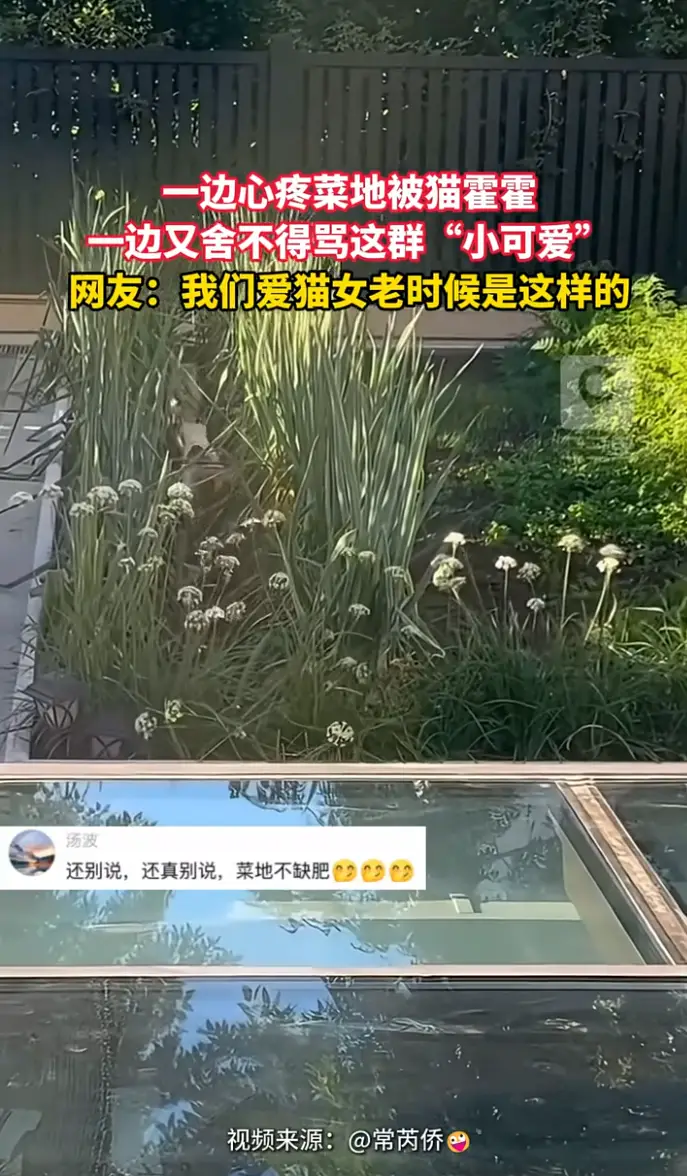 菜地被猫咪肆意霍霍，主人一边心疼蔬菜，一边又溺爱舍不得训斥，两种心态同时上演。