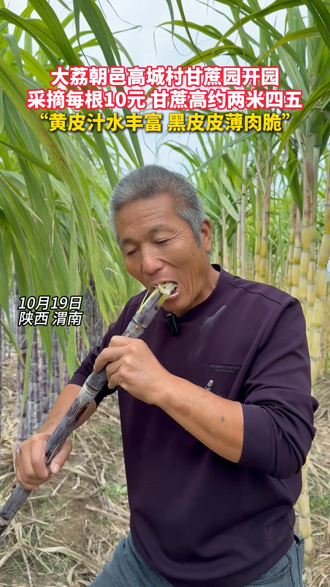 大荔朝邑高城村甘蔗园开园 采摘每根10元 甘蔗高约两米四五 “黄皮汁水丰富 黑皮皮薄肉脆”