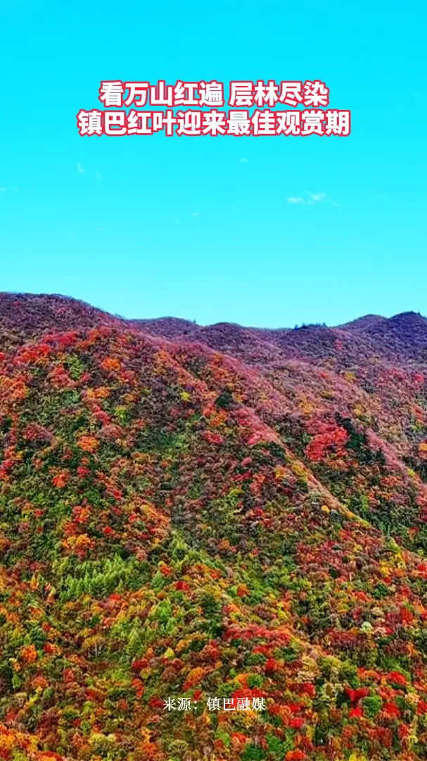看万山红遍 层林尽染 镇巴红叶迎来最佳观赏期