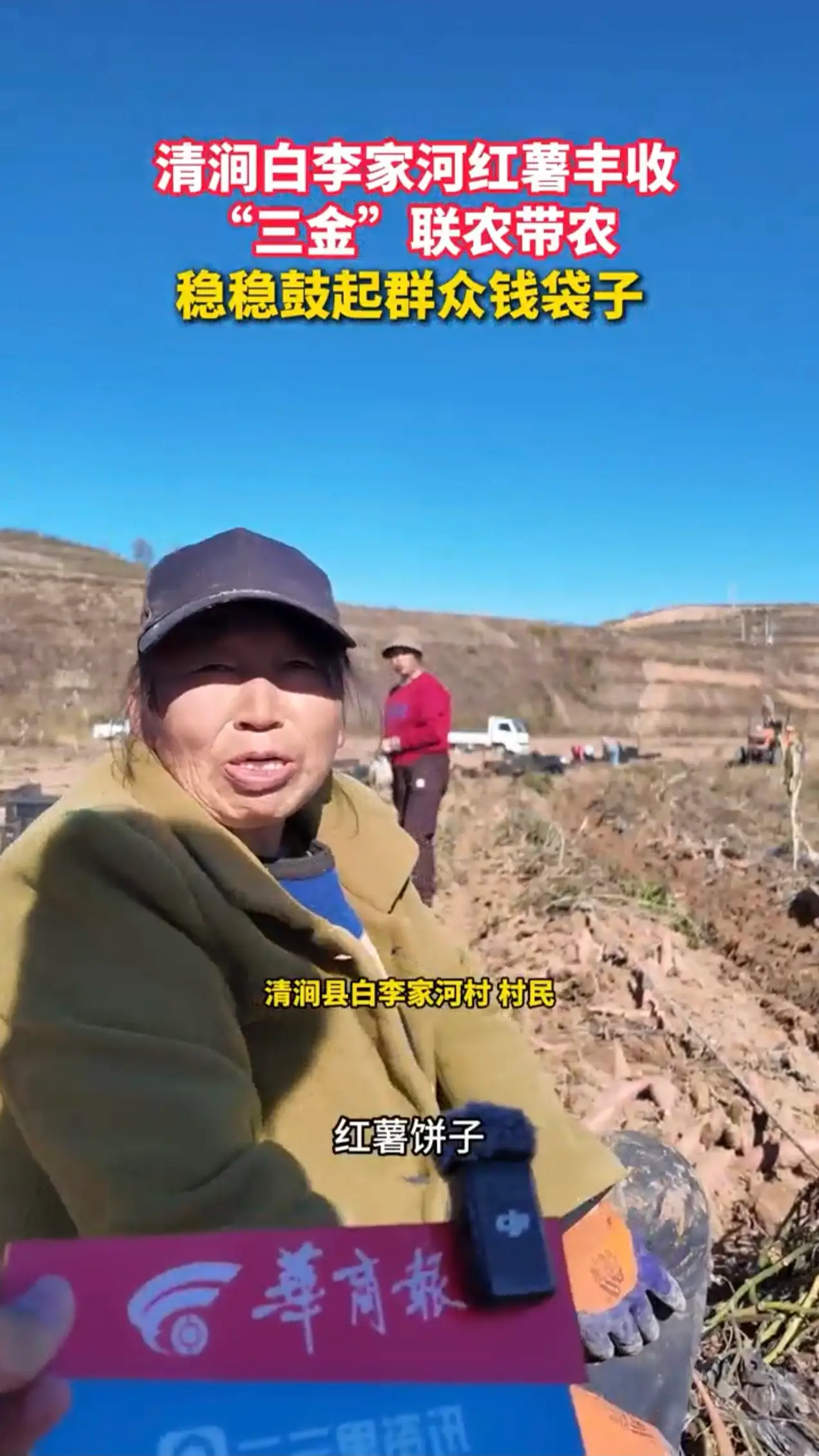 清涧白李家河红薯丰收"三金"联农带农
