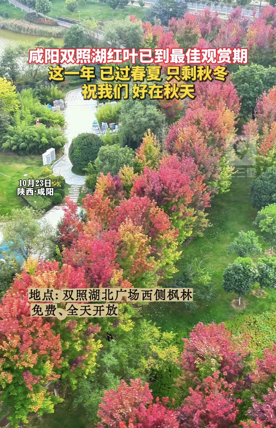 【最美花海】咸阳双照湖红叶已到最佳观赏期，这一年已过春夏，只剩秋冬，祝我们好在秋天