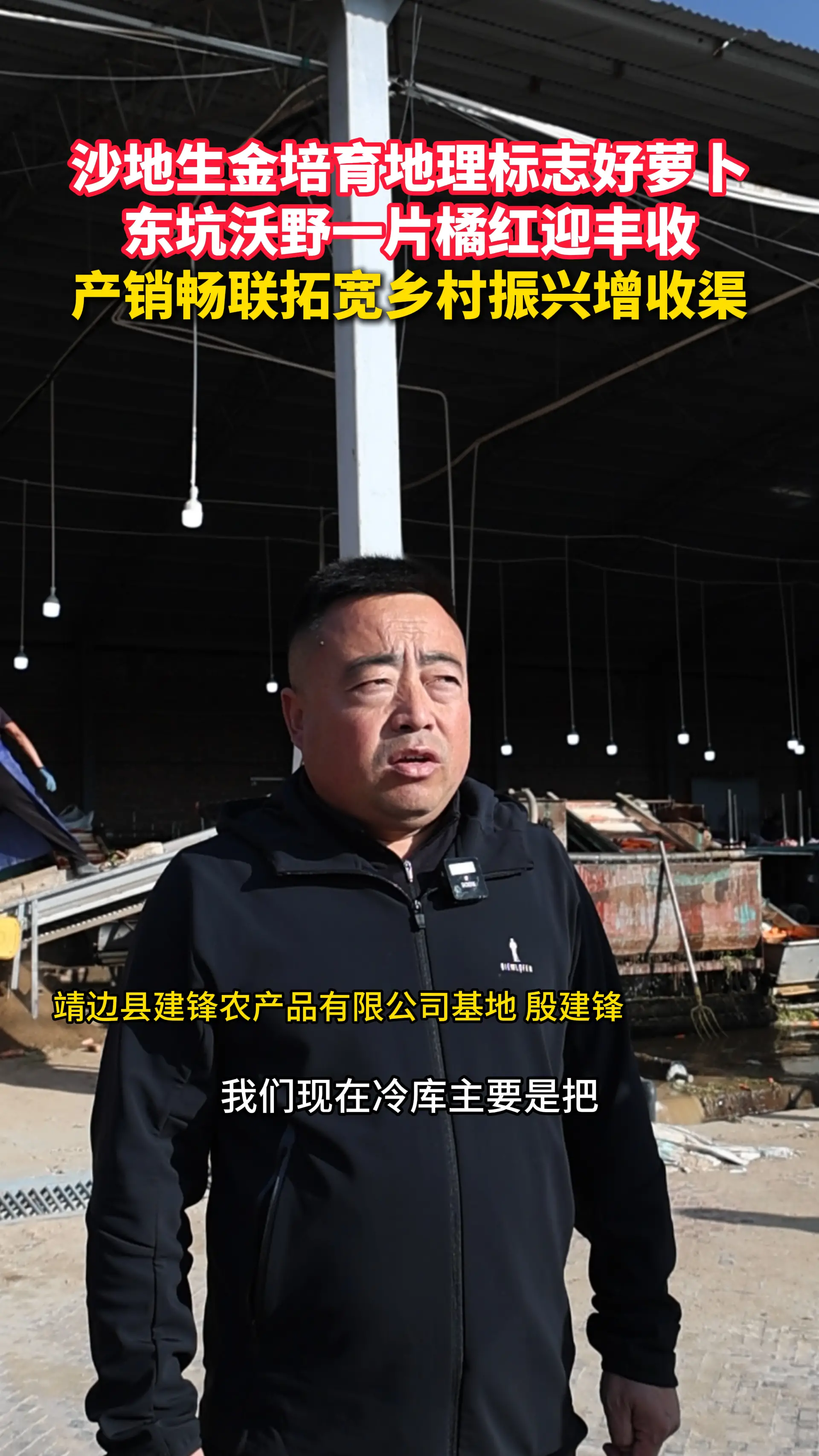 走进靖边东坑镇，探访胡萝卜产业基地。